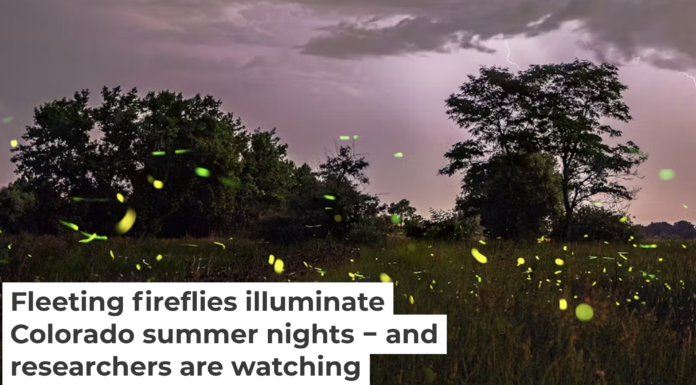 Fireflies in Boulder, Colo., during the summer of 2023. Radim Schreiber/Firefly Experience, CC BY